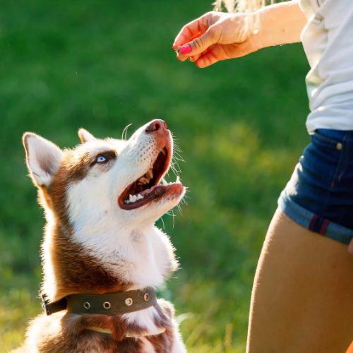 Training and Behavior