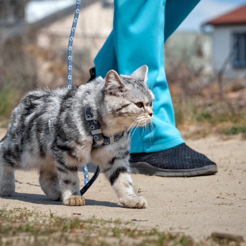 Collars, Harnesses and Leashes